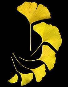 220px-GinkgoLeaves
