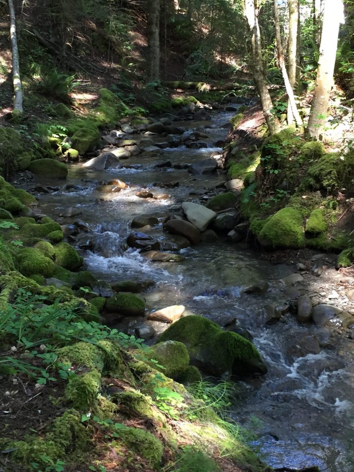 Stream coast redwoods