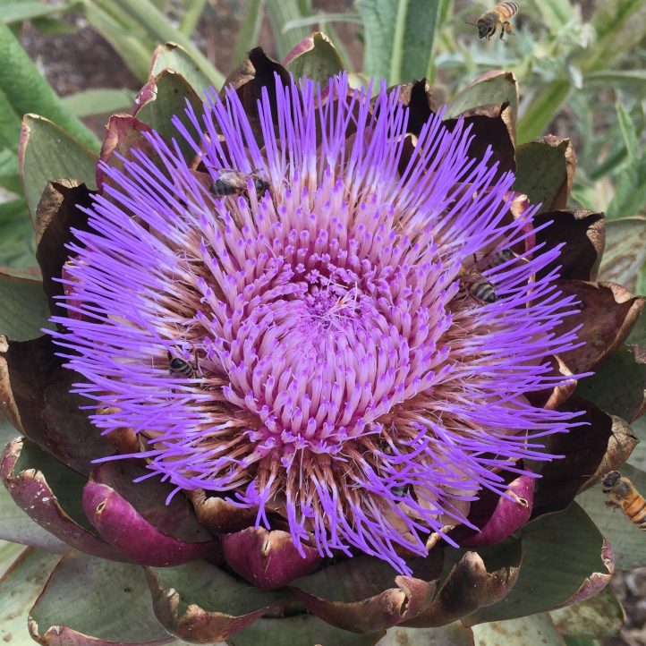 Artichoke Flrw cropped