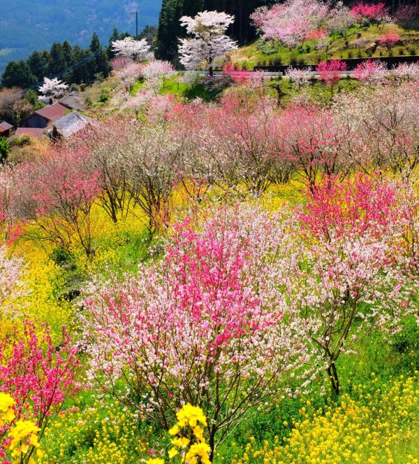 Spring Qi Rising