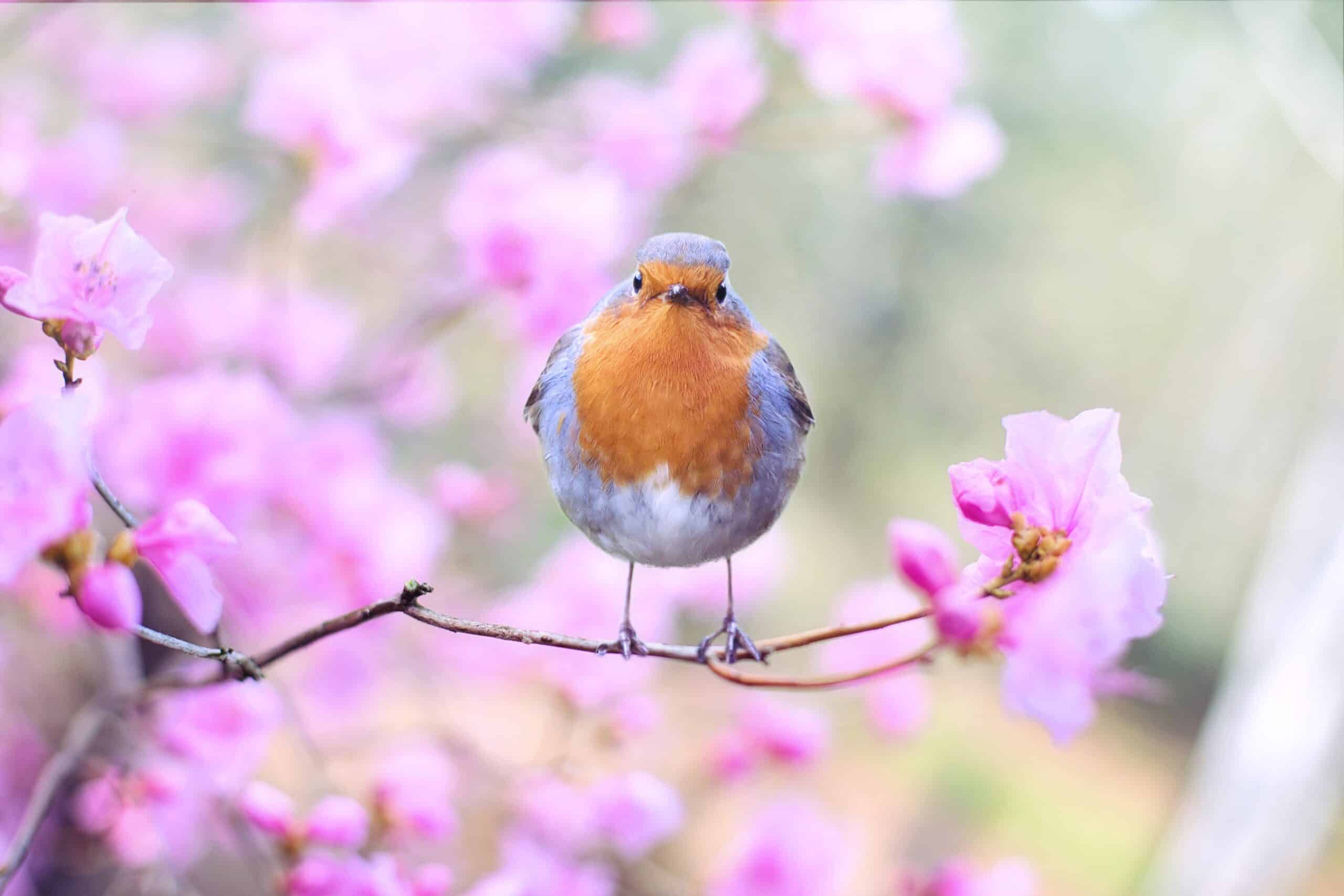 Spring Qi Rising