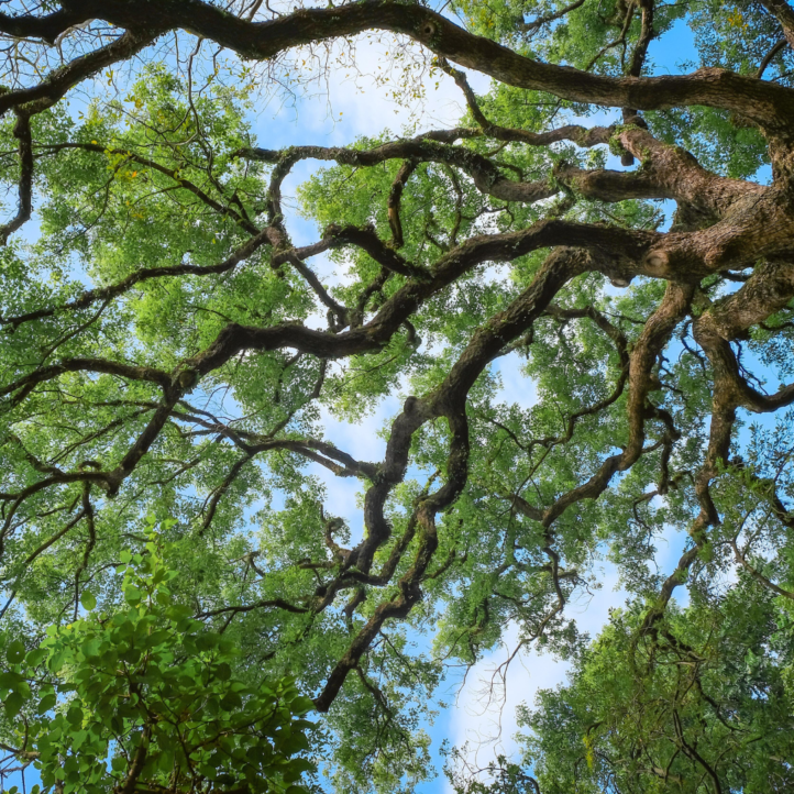 qigong types like tree branches