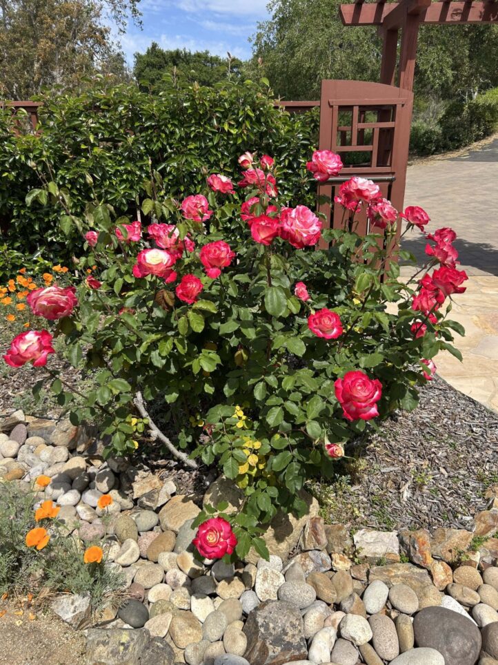 Elfin Forest Qigong Studio Roses