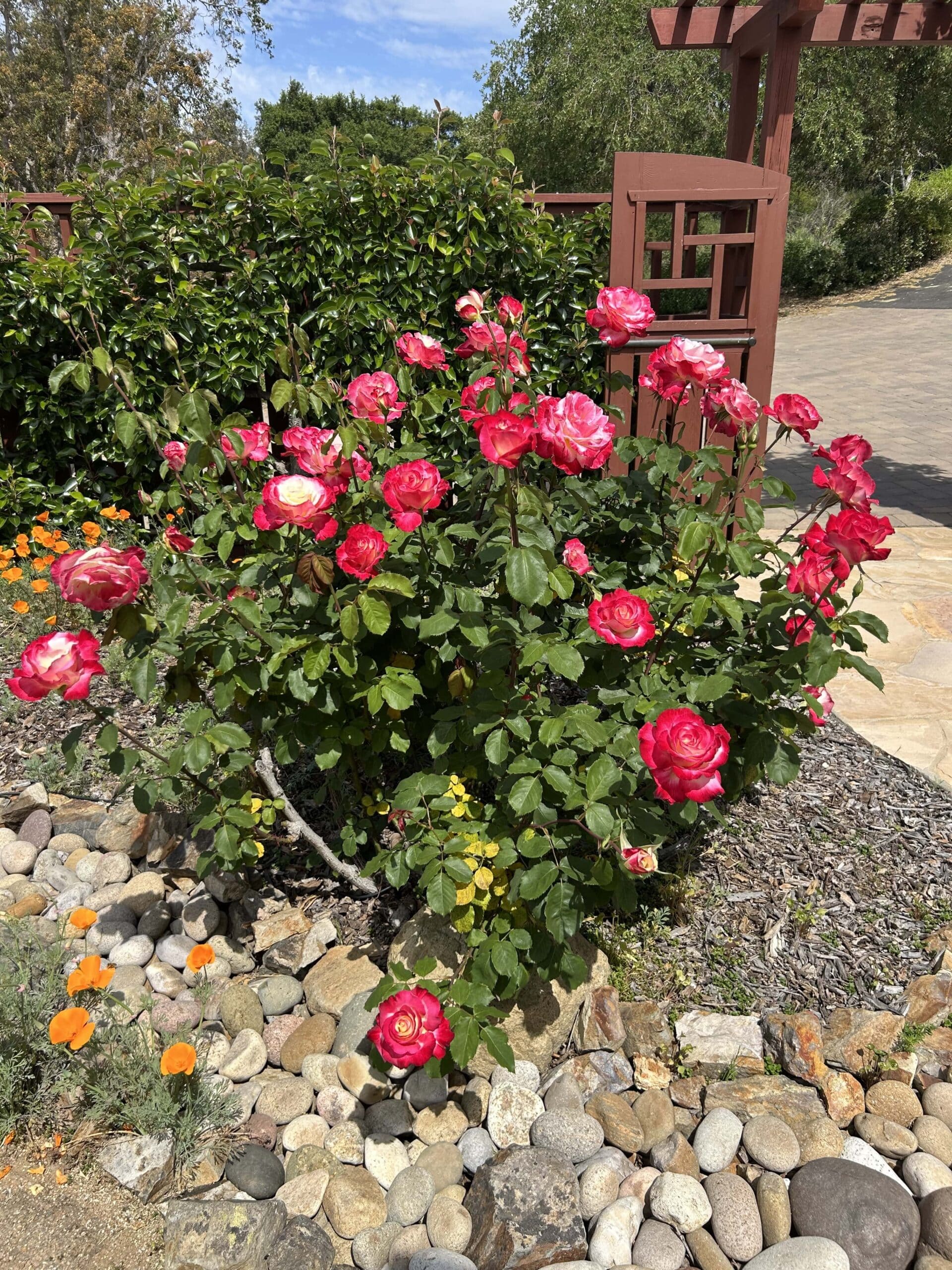 Blossoming Qi at Elfin Forest Qigong Studio